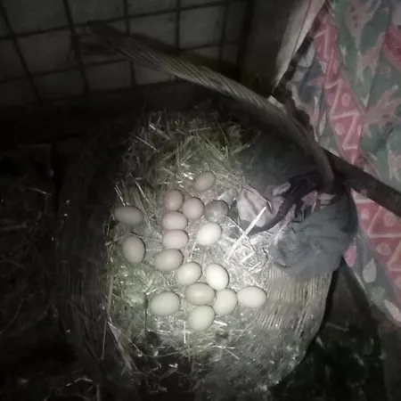 Privat U Capu V Beskydech アパート Przno