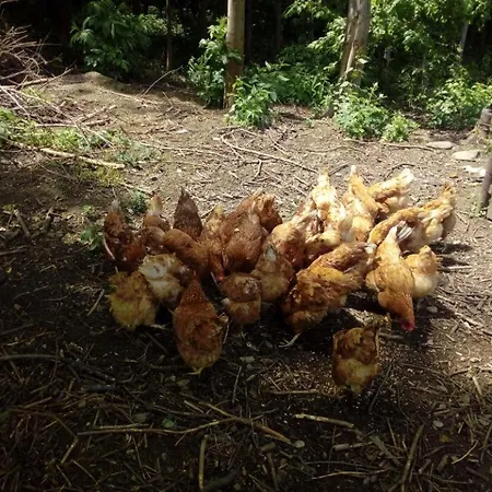 Privat U Capu V Beskydech アパート Przno