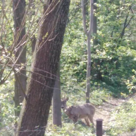 アパート Privat U Capu V Beskydech Przno